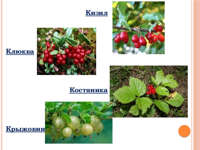 Кизил    Клюква    Костяника    Крыжовник 
