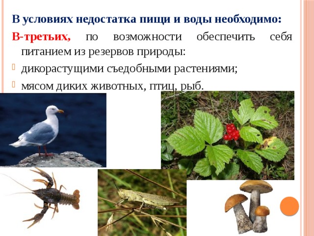 В условиях недостатка пищи и воды необходимо: В-третьих, по возможности обеспечить себя питанием из резервов природы: дикорастущими съедобными растениями; мясом диких животных, птиц, рыб. 