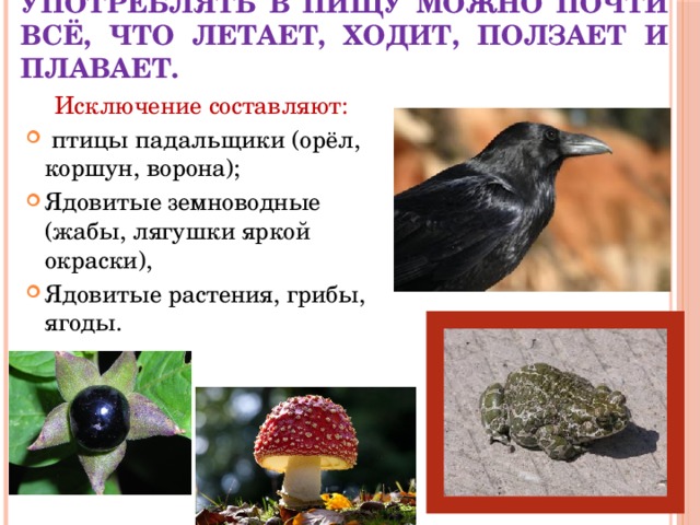 Употреблять в пищу можно почти всё, что летает, ходит, ползает и плавает. Исключение составляют:  птицы падальщики (орёл, коршун, ворона); Ядовитые земноводные (жабы, лягушки яркой окраски), Ядовитые растения, грибы, ягоды. 