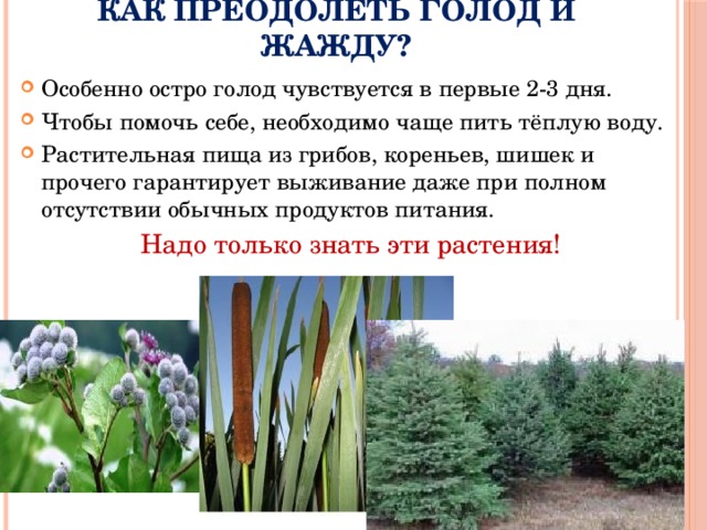 Как преодолеть голод и жажду? Особенно остро голод чувствуется в первые 2-3 дня. Чтобы помочь себе, необходимо чаще пить тёплую воду. Растительная пища из грибов, кореньев, шишек и прочего гарантирует выживание даже при полном отсутствии обычных продуктов питания. Надо только знать эти растения! 