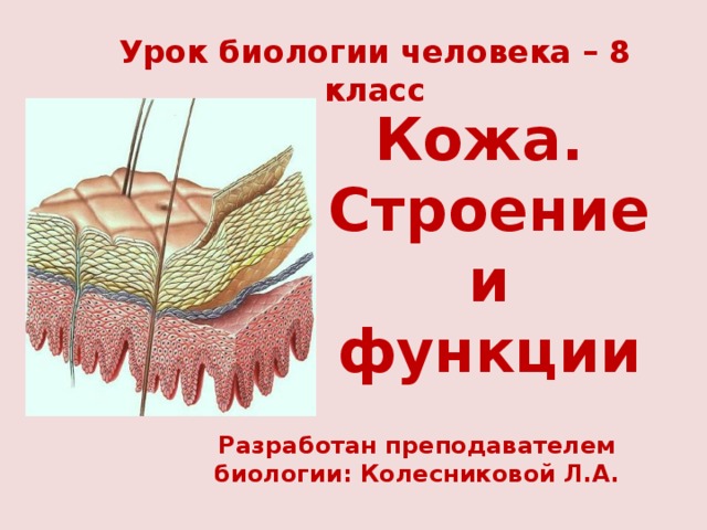 Урок биологии человека – 8 класс Кожа.  Строение и функции Разработан преподавателем биологии: Колесниковой Л.А. 