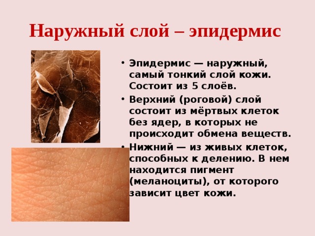 Наружный слой – эпидермис Эпидермис — наружный, самый тонкий слой кожи. Состоит из 5 слоёв. Верхний (роговой) слой состоит из мёртвых клеток без ядер, в которых не происходит обмена веществ. Нижний — из живых клеток, способных к делению. В нем находится пигмент (меланоциты), от которого зависит цвет кожи.   