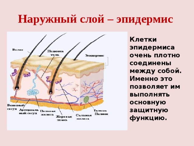Наружный слой – эпидермис Клетки эпидермиса очень плотно соединены между собой. Именно это позволяет им выполнять основную защитную функцию. 