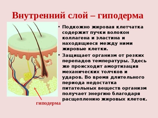 Внутренний слой – гиподерма Подкожно жировая клетчатка содержит пучки волокон коллагена и эластина и находящиеся между ними жировые клетки. Защищает организм от резких перепадов температуры. Здесь же происходит амортизация механических толчков и ударов. Во время длительного периода недостатка питательных веществ организм получает энергию благодаря расщеплению жировых клеток.  гиподерма 