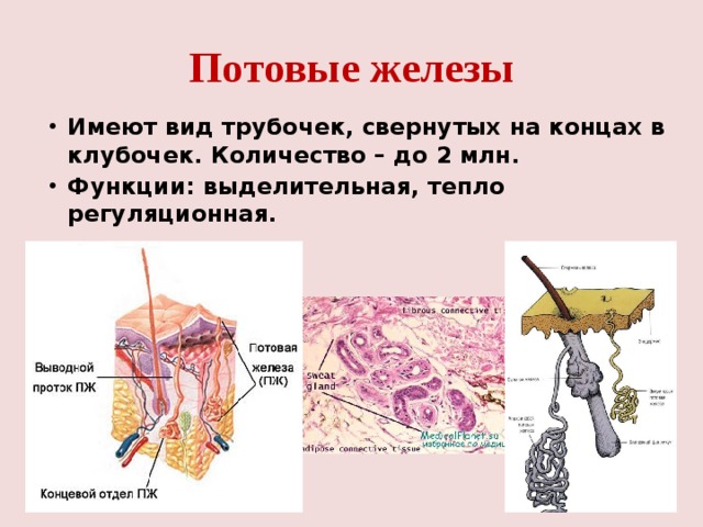 Потовые железы Имеют вид трубочек, свернутых на концах в клубочек. Количество – до 2 млн. Функции: выделительная, тепло регуляционная. 
