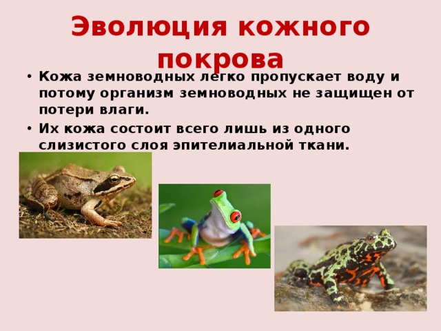 Эволюция кожного покрова Кожа земноводных легко пропускает воду и потому организм земноводных не защищен от потери влаги. Их кожа состоит всего лишь из одного слизистого слоя эпителиальной ткани.  