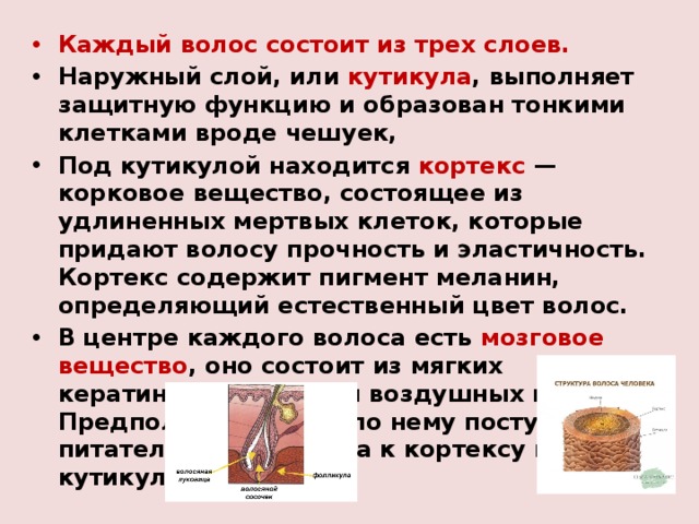 Каждый волос состоит из трех слоев. Наружный слой, или кутикула , выполняет защитную функцию и образован тонкими клетками вроде чешуек, Под кутикулой находится кортекс — корковое вещество, состоящее из удлиненных мертвых клеток, которые придают волосу прочность и эластичность. Кортекс содержит пигмент меланин, определяющий естественный цвет волос. В центре каждого волоса есть мозговое вещество , оно состоит из мягких кератиновых клеток и воздушных полостей. Предполагается, что по нему поступают питательные вещества к кортексу и кутикуле. 