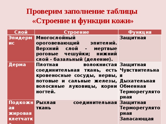 Проверим заполнение таблицы  «Строение и функции кожи» Слой Строение Эпидермис Функция Многослойный ороговевающий эпителий. Верхний слой - мертвые роговые чешуйки; нижний слой - базальный (деление). Дерма Плотная волокнистая соединительная ткань, есть кровеносные сосуды, нервы, потовые и сальные железы, волосяные луковицы, корни ногтей. Подкожная жировая Защитная Защитная Рыхлая соединительная ткань клетчатка Чувствительная Защитная Дыхательная Терморегуляторная Обменная Запасающая Терморегуляторная 