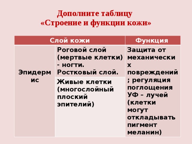 Дополните таблицу  «Строение и функции кожи» Слой кожи  Функция  Роговой слой (мертвые клетки) - ногти. Ростковый слой. Живые клетки (многослойный плоский эпителий)  Защита от механических повреждений; регуляция поглощения УФ – лучей (клетки могут откладывать пигмент меланин) Эпидермис  