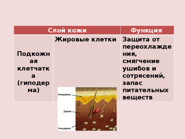 Слой кожи  Функция  Жировые клетки Подкожная клетчатка Защита от переохлаждения, смягчение ушибов и сотрясений, запас питательных веществ (гиподерма)   