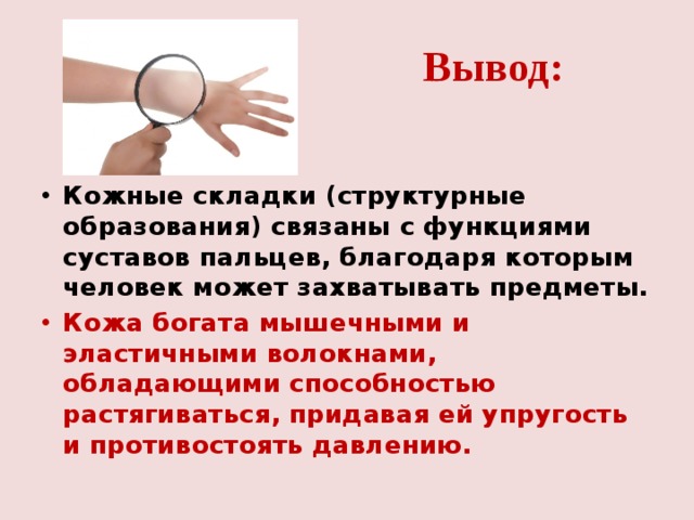 Вывод: Кожные складки (структурные образования) связаны с функциями суставов пальцев, благодаря которым человек может захватывать предметы. Кожа богата мышечными и эластичными волокнами, обладающими способностью растягиваться, придавая ей упругость и противостоять давлению. 