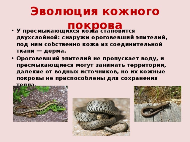 Эволюция кожного покрова У пресмыкающихся кожа становится двухслойной: снаружи ороговевший эпителий, под ним собственно кожа из соединительной ткани — дерма. Ороговевший эпителий не пропускает воду, и пресмыкающиеся могут занимать территории, далекие от водных источников, но их кожные покровы не приспособлены для сохранения тепла. 