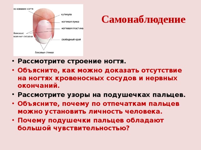 Самонаблюдение Рассмотрите строение ногтя. Объясните, как можно доказать отсутствие на ногтях кровеносных сосудов и нервных окончаний. Рассмотрите узоры на подушечках пальцев. Объясните, почему по отпечаткам пальцев можно установить личность человека. Почему подушечки пальцев обладают большой чувствительностью? 