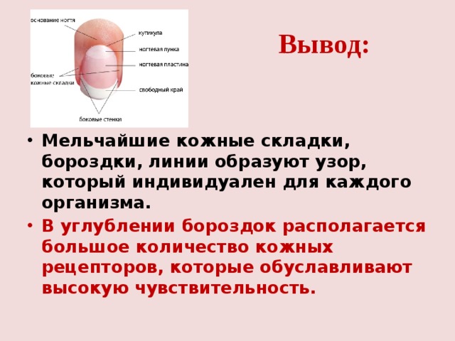 Вывод: Мельчайшие кожные складки, бороздки, линии образуют узор, который индивидуален для каждого организма. В углублении бороздок располагается большое количество кожных рецепторов, которые обуславливают высокую чувствительность. 