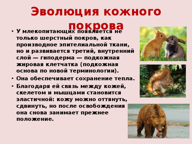 Эволюция кожного покрова У млекопитающих появляется не только шерстный покров, как производное эпителиальной ткани, но и развивается третий, внутренний слой — гиподерма — подкожная жировая клетчатка (подкожная основа по новой терминологии). Она обеспечивает сохранение тепла. Благодаря ей связь между кожей, скелетом и мышцами становится эластичной: кожу можно оттянуть, сдвинуть, но после освобождения она снова занимает прежнее положение.  