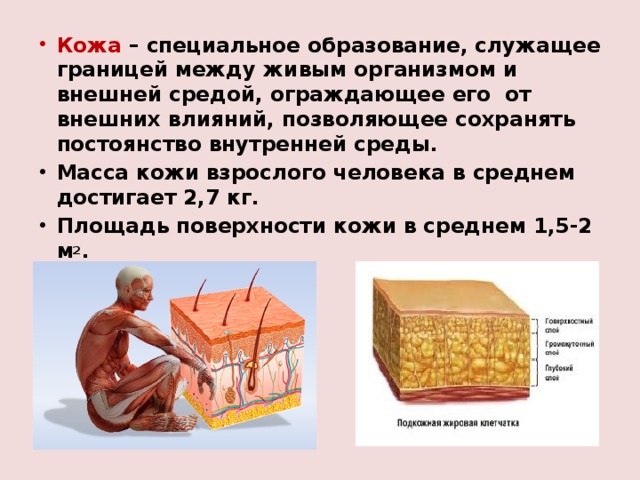 Кожа – специальное образование, служащее границей между живым организмом и внешней средой, ограждающее его от внешних влияний, позволяющее сохранять постоянство внутренней среды. Масса кожи взрослого человека в среднем достигает 2,7 кг. Площадь поверхности кожи в среднем 1,5-2 м 2 . 