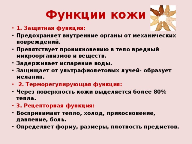 Функции кожи 1. Защитная функция: Предохраняет внутренние органы от механических повреждений. Препятствует проникновению в тело вредный микроорганизмов и веществ. Задерживает испарение воды. Защищает от ультрафиолетовых лучей- образует меланин.  2. Терморегулирующая функция: Через поверхность кожи выделяется более 80% тепла. 3. Рецепторная функция: Воспринимает тепло, холод, прикосновение, давление, боль. Определяет форму, размеры, плотность предметов. 