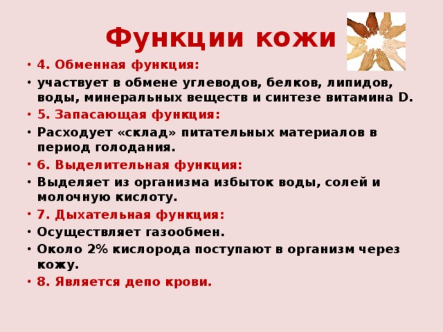 Функции кожи 4. Обменная функция: участвует в обмене углеводов, белков, липидов, воды, минеральных веществ и синтезе витамина D. 5. Запасающая функция: Расходует «склад» питательных материалов в период голодания. 6. Выделительная функция: Выделяет из организма избыток воды, солей и молочную кислоту. 7. Дыхательная функция: Осуществляет газообмен. Около 2% кислорода поступают в организм через кожу. 8. Является депо крови.  