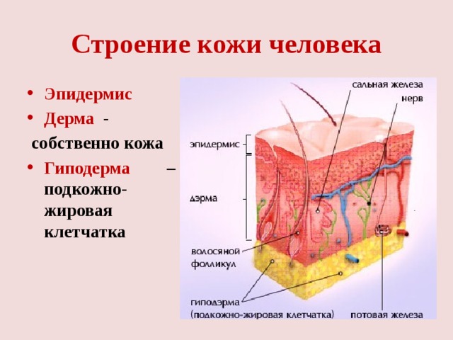 Строение кожи человека Эпидермис  Дерма -  собственно кожа Гиподерма – подкожно-жировая клетчатка   