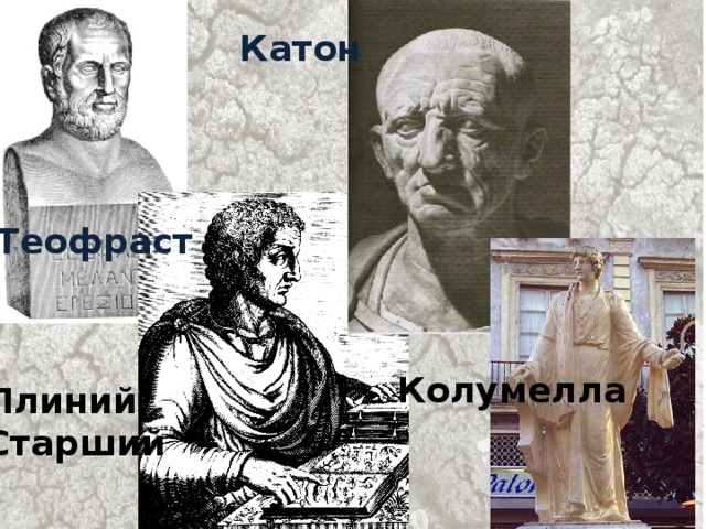 Катон Теофраст Колумелла Плиний Старший 