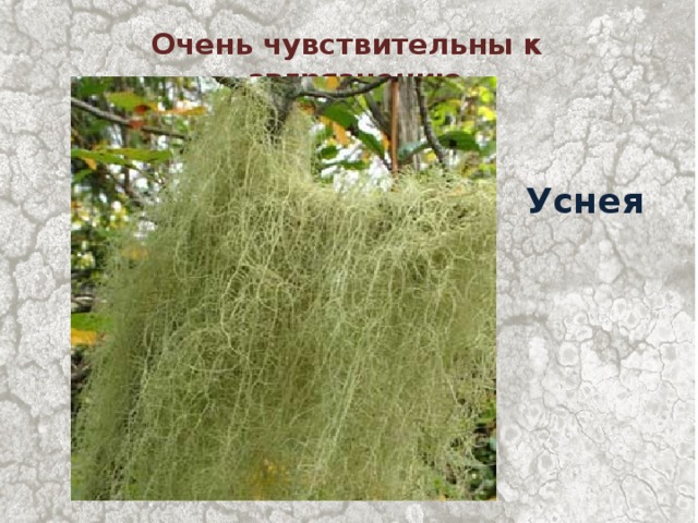 Очень чувствительны к загрязнению Уснея 