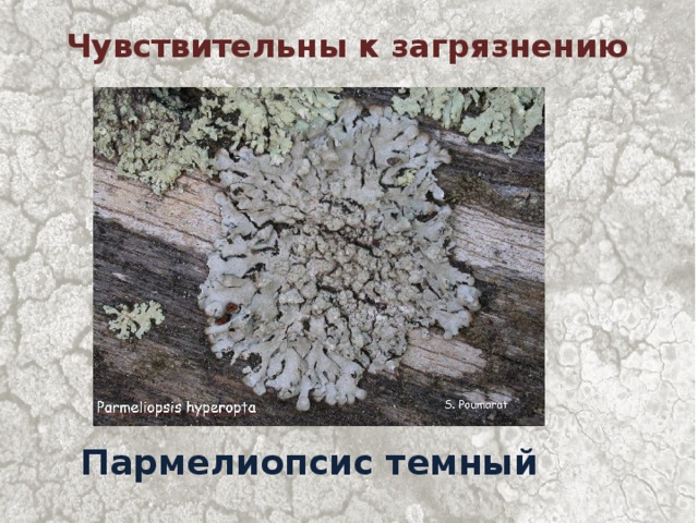 Чувствительны к загрязнению Пармелиопсис темный 