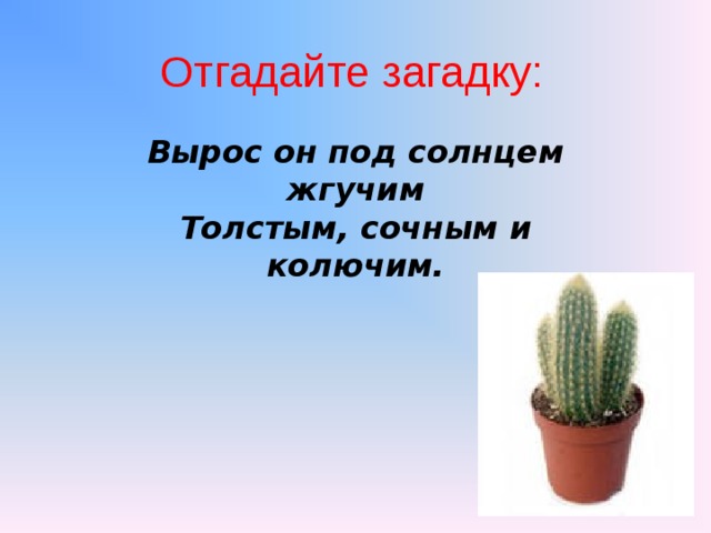 Отгадайте загадку:   Вырос он под солнцем жгучим  Толстым, сочным и колючим.    