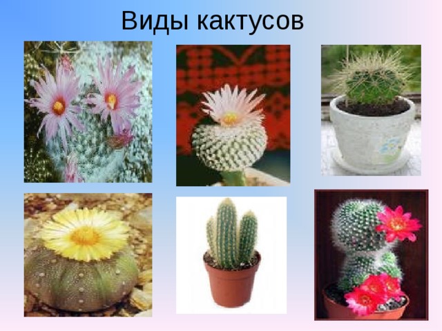 Виды кактусов 