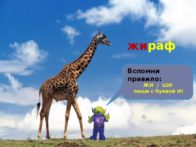 Он ходит, голову задрав, Не потому, что важный граф. Не потому, что гордый нрав, А потому, что он … жи раф Вспомни правило: ЖИ / ШИ пиши с буквой И! 