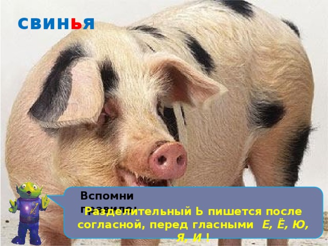 свин ь я Вместо хвостика – крючок, Вместо носа – пятачок. Пятачок дырявый, А крючок вертлявый.  Вспомни правило: Разделительный Ь пишется после согласной, перед гласными Е, Ё, Ю, Я, И ! 