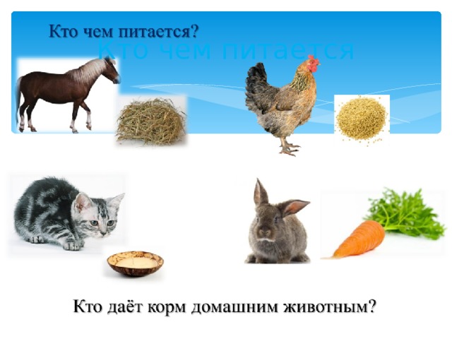 Кто чем питается 