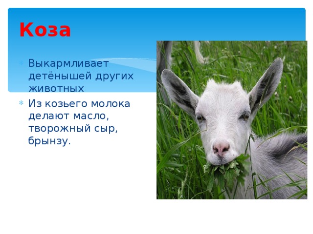 Коза Выкармливает детёнышей других животных Из козьего молока делают масло, творожный сыр, брынзу.  