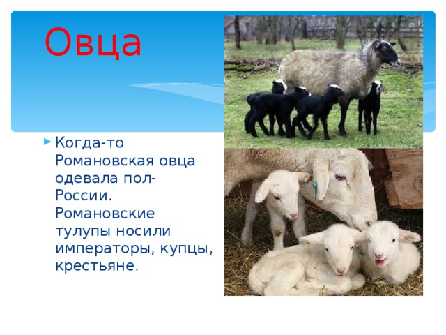  Овца Когда-то Романовская овца одевала пол- России. Романовские тулупы носили императоры, купцы, крестьяне. 