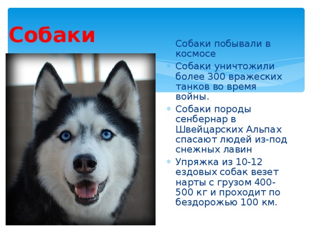 Собаки Собаки побывали в космосе Собаки уничтожили более 300 вражеских танков во время войны. Собаки породы сенбернар в Швейцарских Альпах спасают людей из-под снежных лавин Упряжка из 10-12 ездовых собак везет нарты с грузом 400-500 кг и проходит по бездорожью 100 км.  