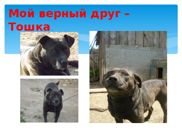 Мой верный друг – Тошка . 
