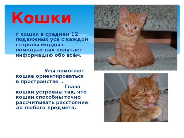Кошки У кошки в среднем 12 подвижных уса с каждой стороны морды с помощью них получает информацию обо всём. Усы помогают кошке ориентироваться в пространстве . Глаза кошки устроены так, что кошки способны точно рассчитывать расстояние до любого предмета. 
