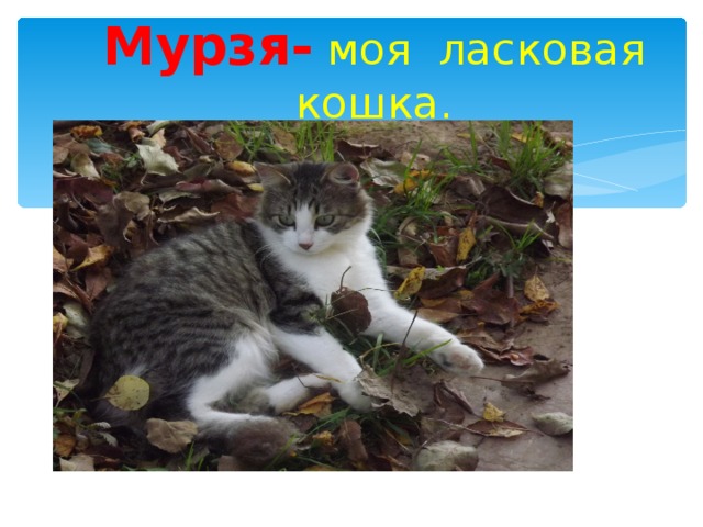 Мурзя- моя ласковая кошка. 