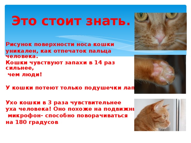 Это стоит знать. Рисунок поверхности носа кошки уникален, как отпечаток пальца человека. Кошки чувствуют запахи в 14 раз сильнее,  чем люди!  У кошки потеют только подушечки лап  Ухо кошки в 3 раза чувствительнее уха человека! Оно похоже на подвижный  микрофон- способно поворачиваться на 180 градусов  