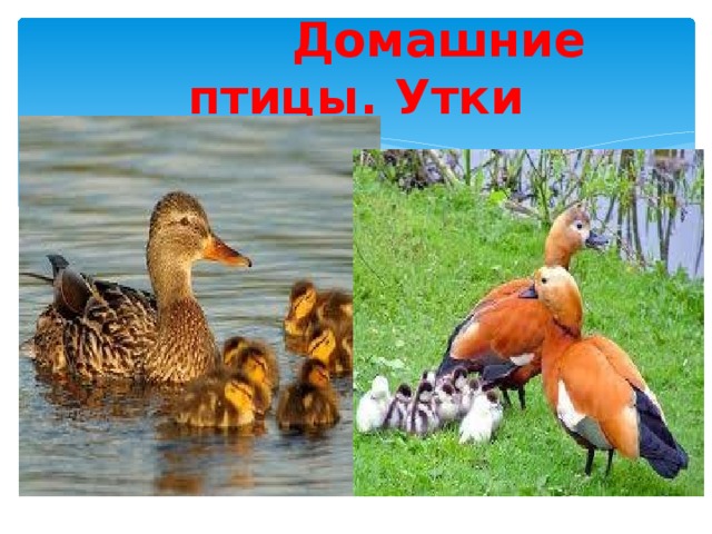  Домашние птицы. Утки 