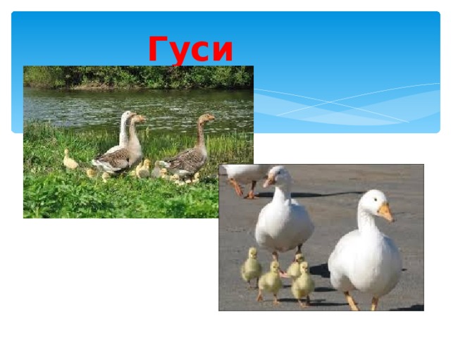 Гуси Гуси. 