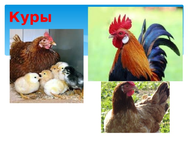 Куры КУРЫ 