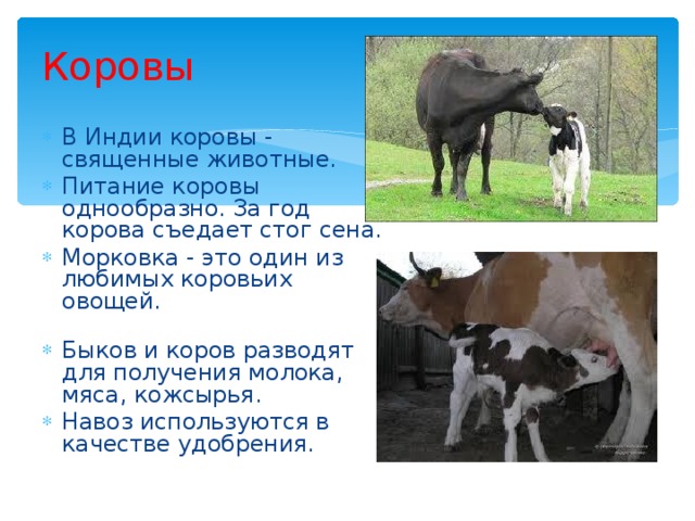 Коровы В Индии коровы - священные животные. Питание коровы однообразно. За год корова съедает стог сена. Морковка - это один из любимых коровьих овощей.   Быков и коров разводят для получения молока, мяса, кожсырья . Навоз используются в качестве удобрения. 