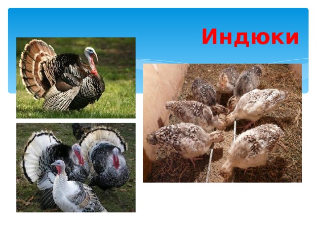 Индюки Индюки 
