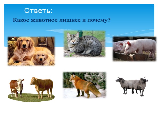 Ответь: 