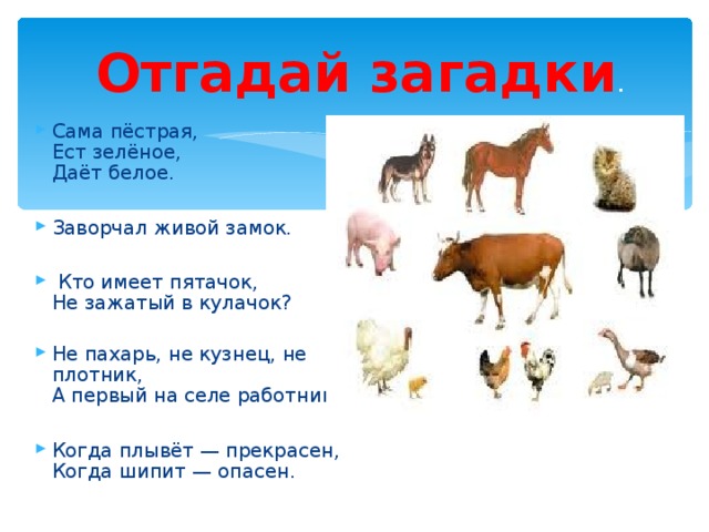 Отгадай загадки . Сама пёстрая,  Ест зелёное,  Даёт белое.  Заворчал живой замок.   Кто имеет пятачок,  Не зажатый в кулачок? Не пахарь, не кузнец, не плотник,  А первый на селе работник.  Когда плывёт — прекрасен,  Когда шипит — опасен.  