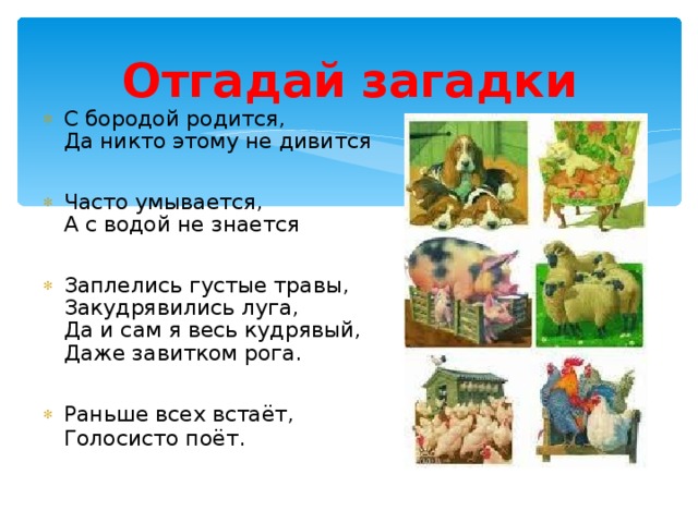 Отгадай загадки С бородой родится,  Да никто этому не дивится  Часто умывается,  А с водой не знается  Заплелись густые травы,  Закудрявились луга,  Да и сам я весь кудрявый,  Даже завитком рога.  Раньше всех встаёт,  Голосисто поёт.  