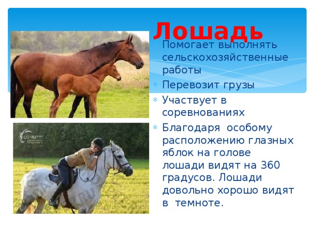 Лошадь Помогает выполнять сельскохозяйственные работы Перевозит грузы Участвует в соревнованиях Благодаря  особому расположению глазных яблок на голове лошади видят на 360 градусов. Лошади довольно хорошо видят в  темноте. 