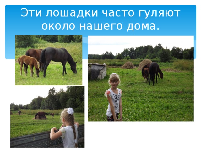 Эти лошадки часто гуляют около нашего дома. 