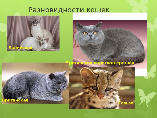  Разновидности кошек Балийская  Британская короткошерстная Британская  Горная 