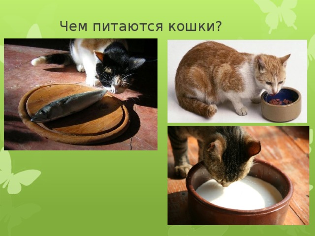  Чем питаются кошки? 